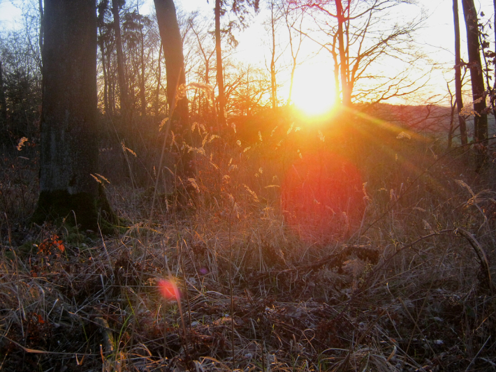Wald-Gräser im Sonnenuntergang Bild 3