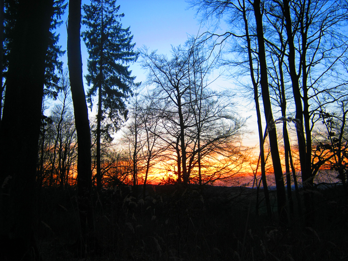 Wald im Sonnenuntergang